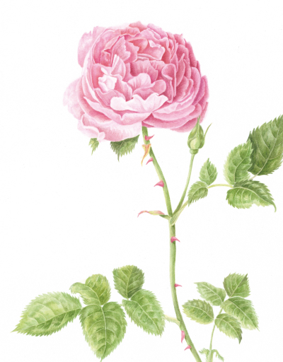 Rosa Gentle Hermione
