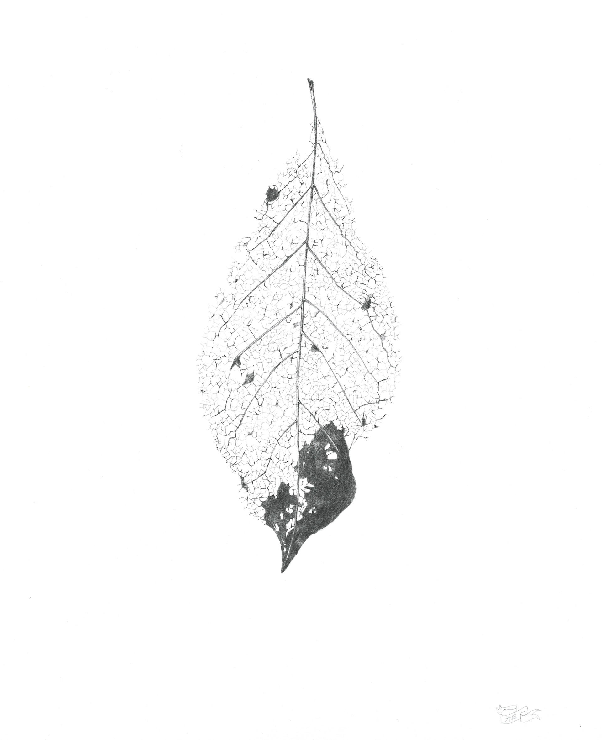 I hold it all togther, Magnolia leaf skeleton