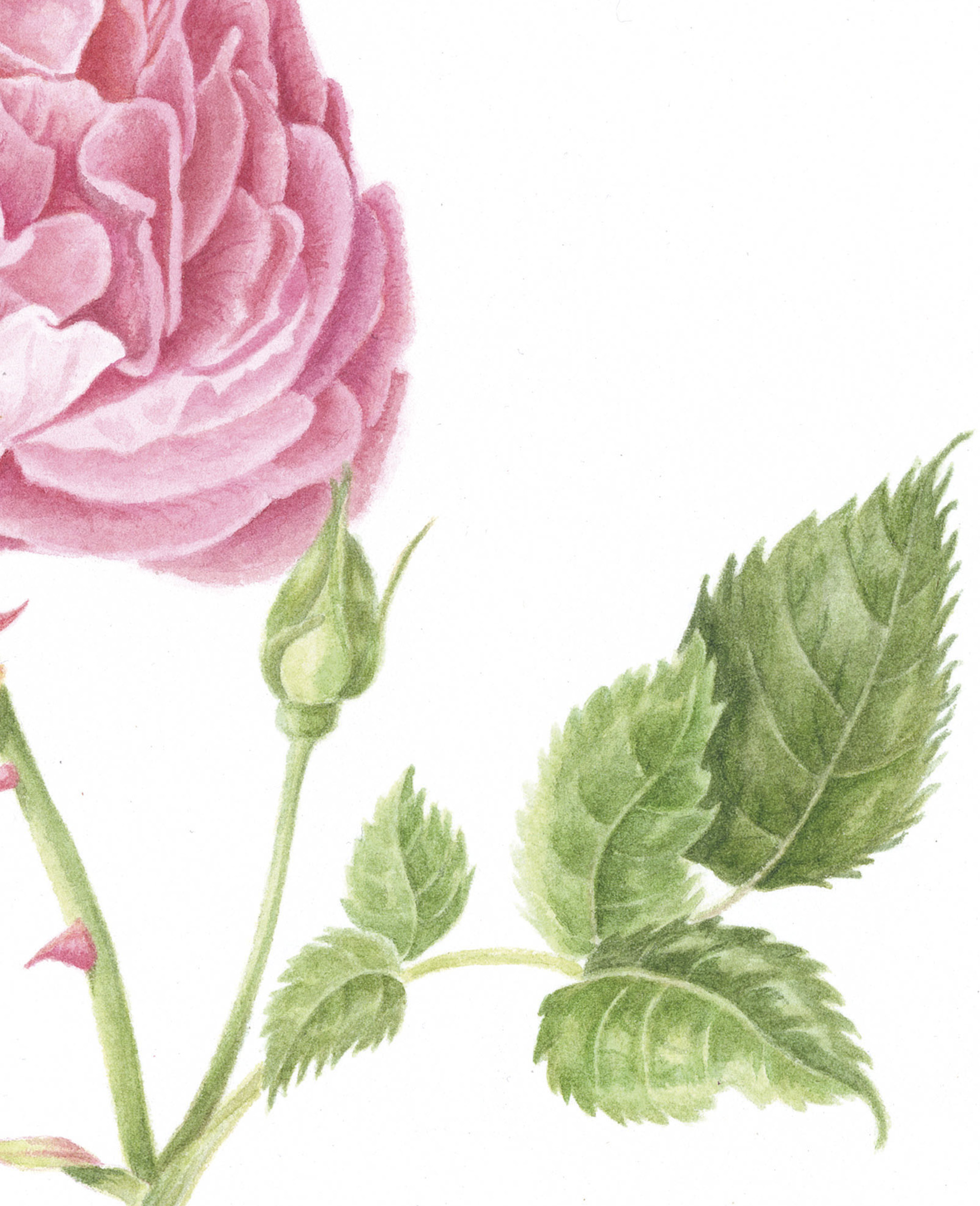 Rosa Gentle Hermione