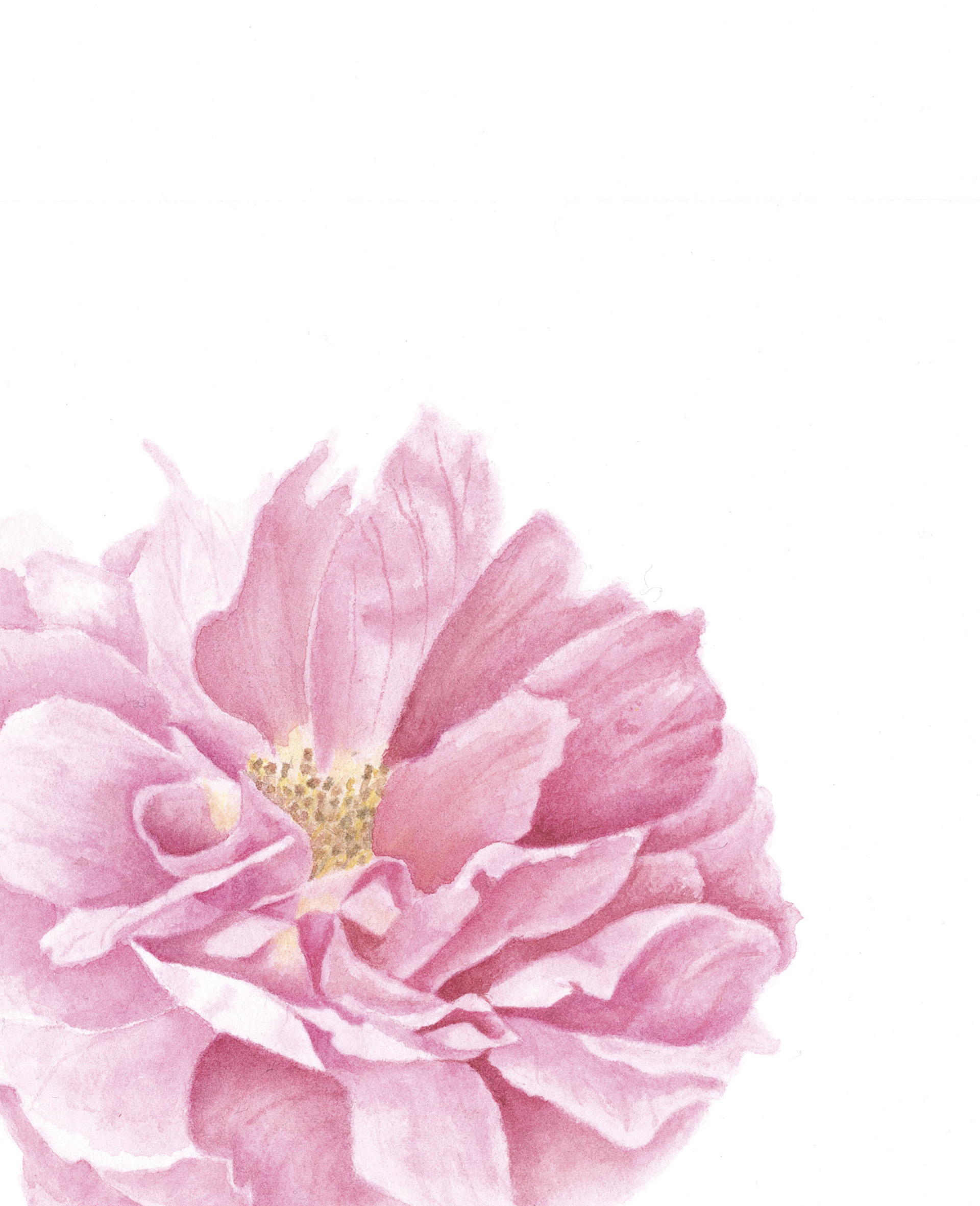 Rosa Scepter'd Isle
