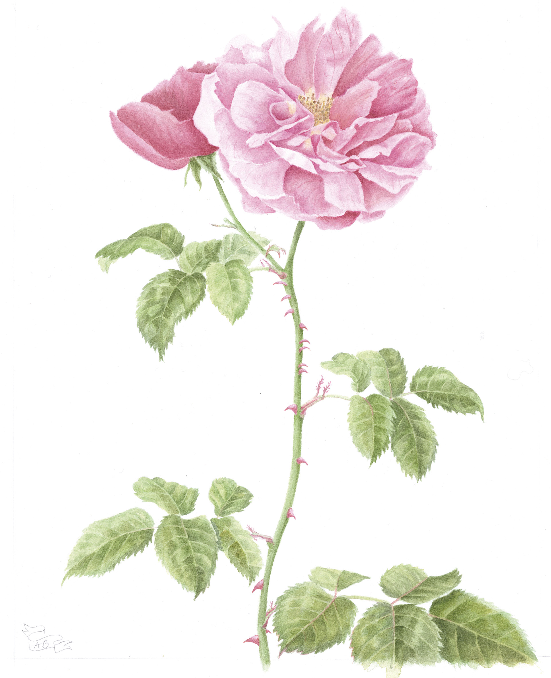 Rosa Scepter'd Isle